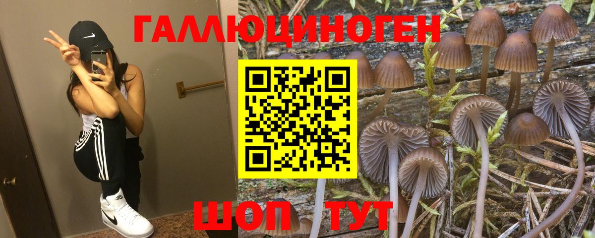 Псилоцибиновые грибы прущие грибы Ростов Великий